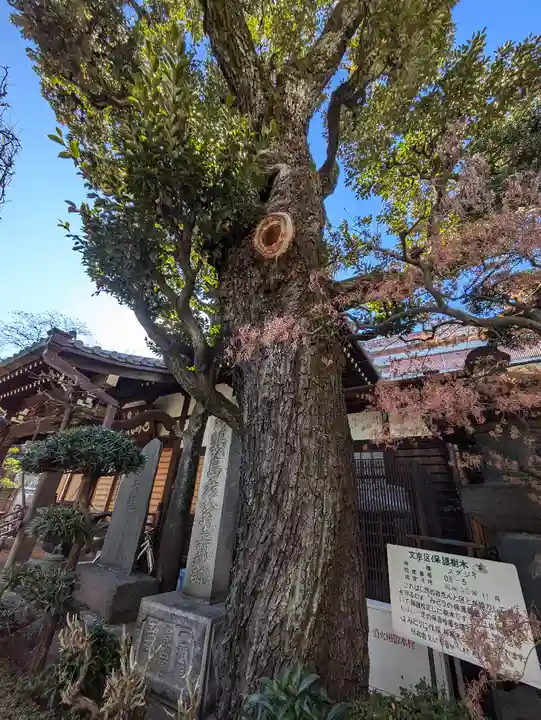 西教寺(東京都)