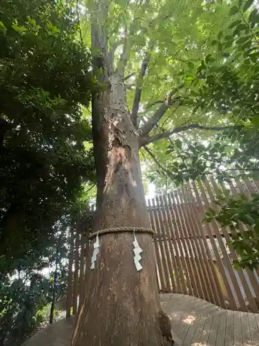 鎮守氷川神社(埼玉県)