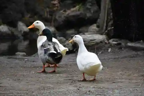 平塚八幡宮の動物