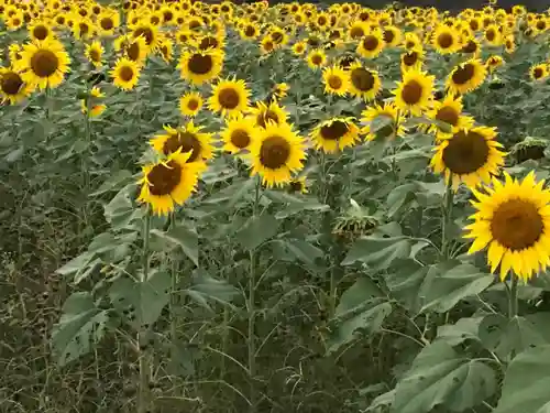 真言宗　善通寺派　薬王寺(香川県)