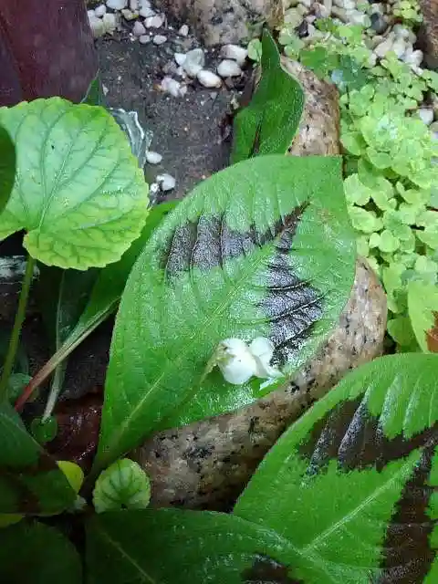 於三稲荷神社の庭園