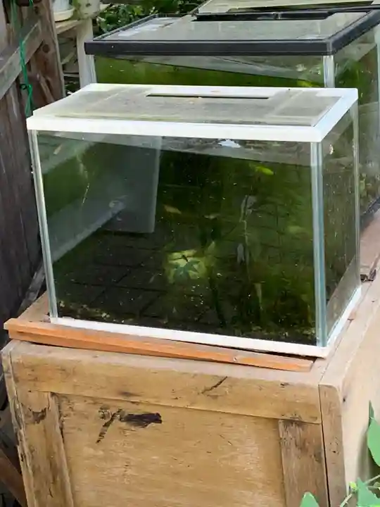 一宮神社の動物