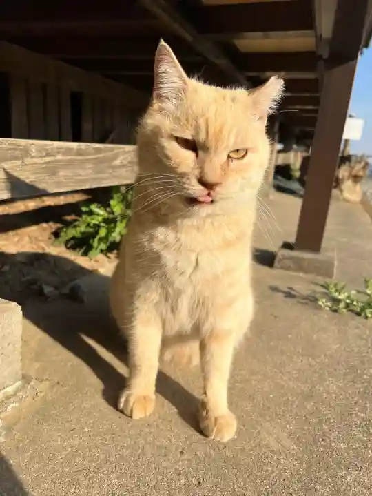 唐澤山神社の{uncategorized: "未分類", other: "その他", undefined: "問題あり", building: "その他建物", grave: "お墓", sacred_gate: "鳥居", guardian: "狛犬", statue: "像", buddha: "仏像", history: "歴史", nature: "自然", garden: "庭園", animal: "動物", pagoda: "塔", temizu: "手水舎", mountain_gate: "山門・神門", sanctuary: "本殿・本堂", subordinate: "末社・摂社", art: "芸術", scenery: "景色", jizo: "地蔵", ema: "絵馬", goshuin: "御朱印", omikuji: "おみくじ", items: "授与品その他", amulet: "お守り", goshuincho: "御朱印帳", eats: "食事", festival: "お祭り", votive_dance: "神楽", shichigosan: "七五三参", wedding: "結婚式", experience: "体験その他", initially: "初詣", around: "周辺", anti_infection: "感染症対策"}