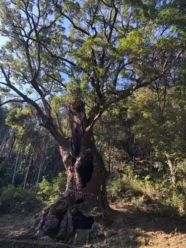 武雄神社の自然