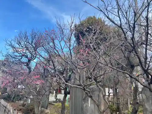 亀戸天神社(東京都)
