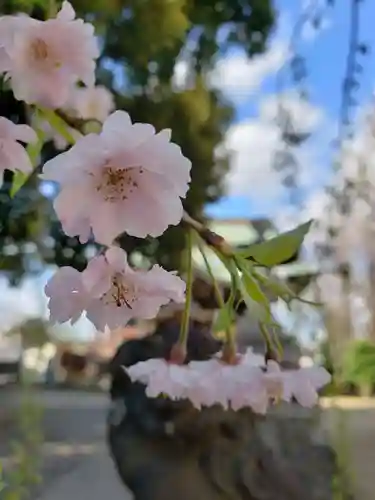 諏訪神社の自然