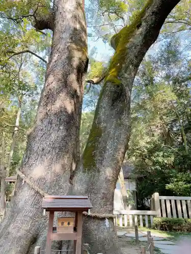 伊弉諾神宮の自然