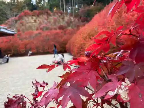 呑山観音寺の自然