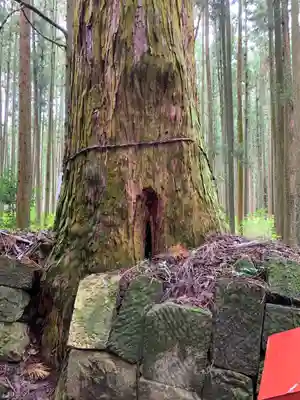 平田神社の自然