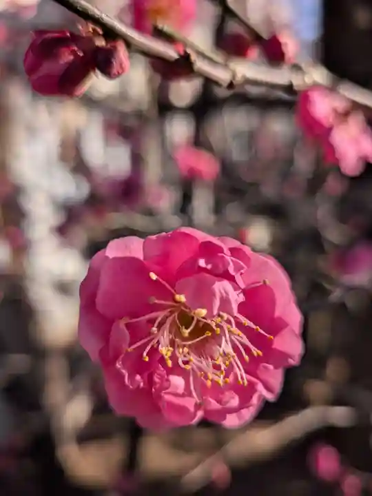 成願寺(東京都)