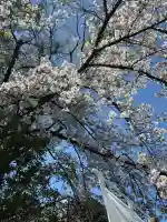 桜神宮の{uncategorized: "未分類", other: "その他", undefined: "問題あり", building: "その他建物", grave: "お墓", sacred_gate: "鳥居", guardian: "狛犬", statue: "像", buddha: "仏像", history: "歴史", nature: "自然", garden: "庭園", animal: "動物", pagoda: "塔", temizu: "手水舎", mountain_gate: "山門・神門", sanctuary: "本殿・本堂", subordinate: "末社・摂社", art: "芸術", scenery: "景色", jizo: "地蔵", ema: "絵馬", goshuin: "御朱印", omikuji: "おみくじ", items: "授与品その他", amulet: "お守り", goshuincho: "御朱印帳", eats: "食事", festival: "お祭り", votive_dance: "神楽", shichigosan: "七五三参", wedding: "結婚式", experience: "体験その他", initially: "初詣", around: "周辺", anti_infection: "感染症対策"}