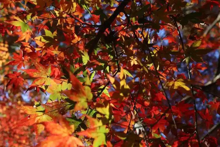 綾部八幡神社(佐賀県)