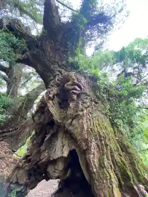 大山祇神社奥の院 生樹の御門(愛媛県)