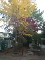 春日部八幡神社の自然