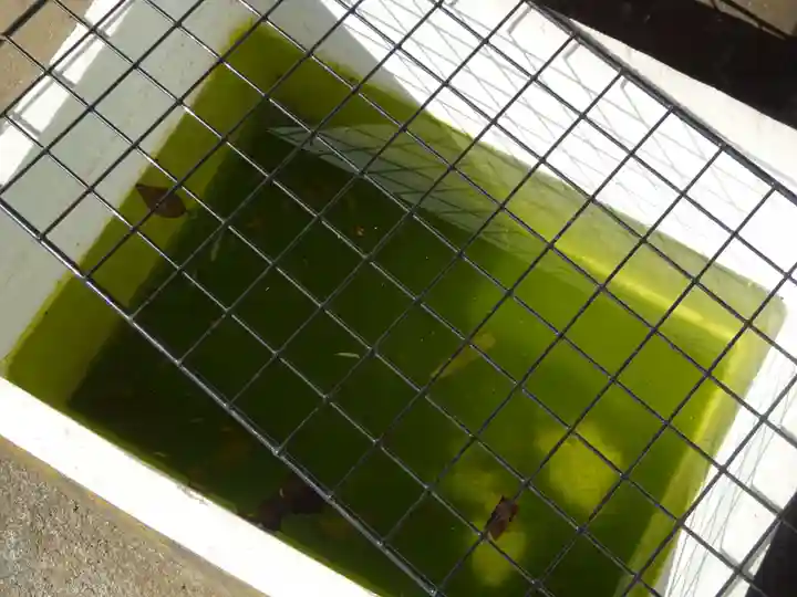 伊勢原 法泉寺の動物