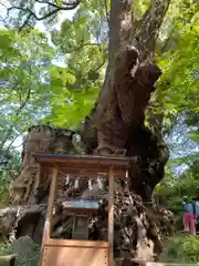 來宮神社の自然