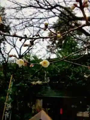 阿佐ヶ谷神明宮(東京都)