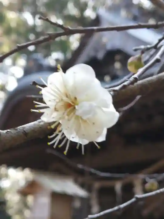 鴨鳥五所神社の自然