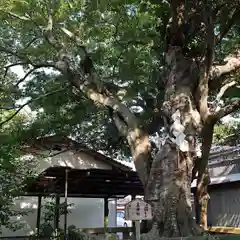 白潟天満宮の建物その他