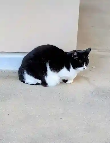 白金氷川神社の動物