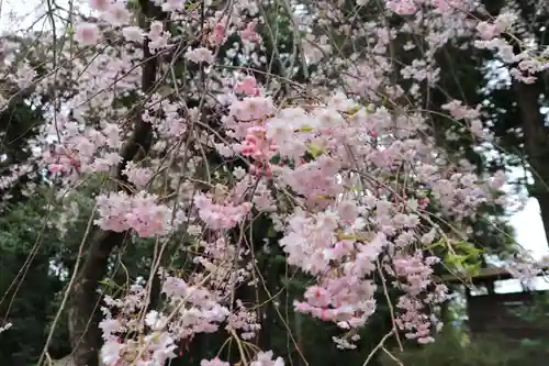 王宮伊豆神社の自然