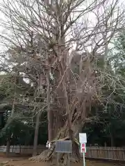 峯ヶ岡八幡神社(埼玉県)