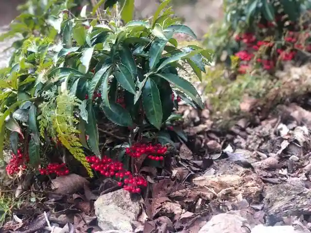 木舟山 順教寺の自然