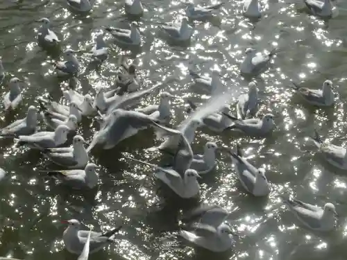 鶴岡八幡宮の動物
