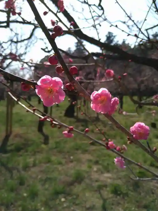 常磐神社の自然