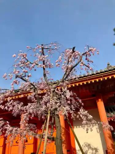 蓮華王院（三十三間堂）の自然