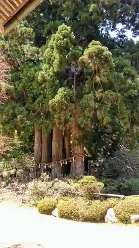 金剛三昧院の庭園