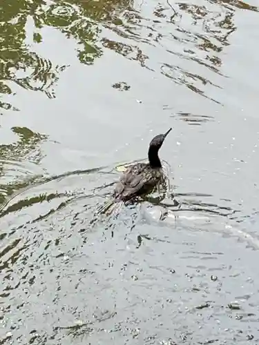 生田神社の動物