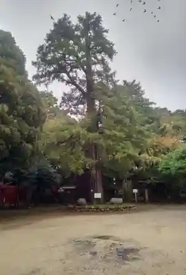 駒込富士神社の自然