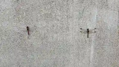 風連神社の動物