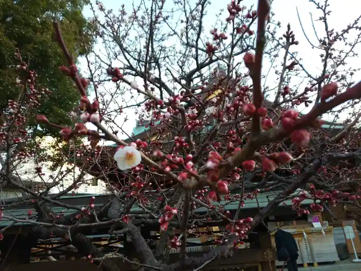湯島天満宮の自然