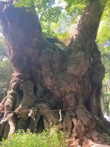 來宮神社(静岡県)