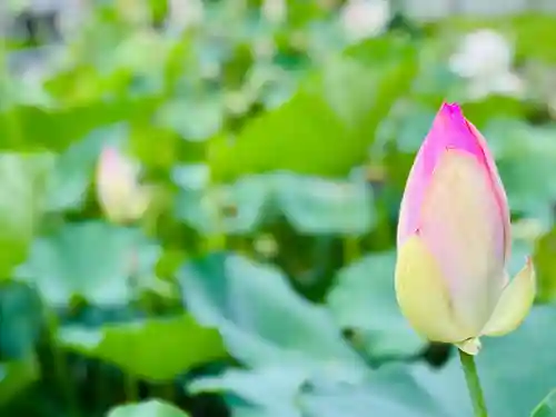福井神社(福井県)