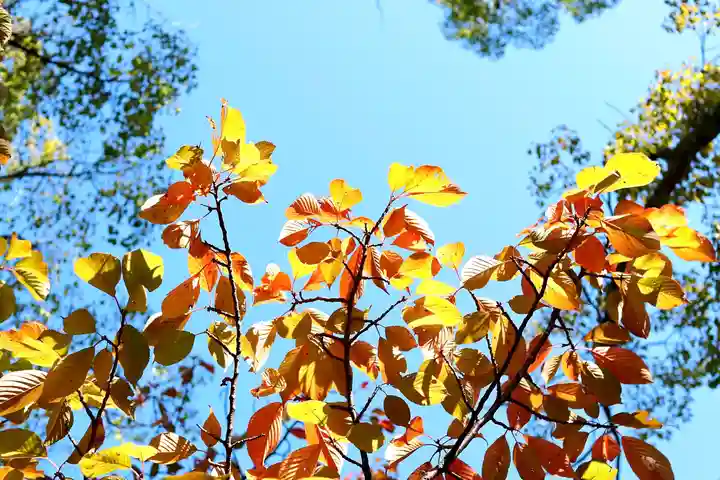 三津厳島神社の自然