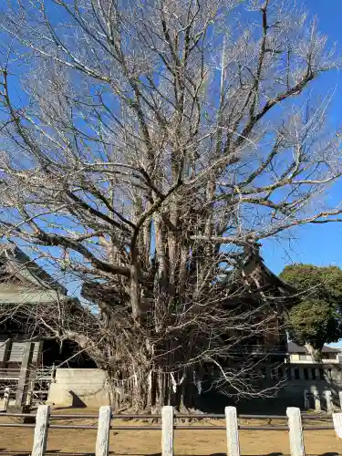 葛飾八幡宮(千葉県)
