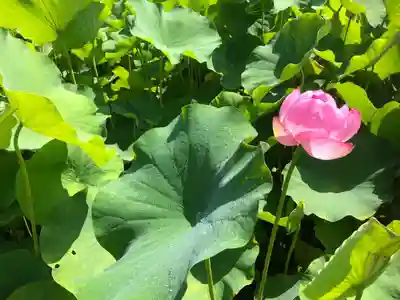 楞厳寺(京都府)