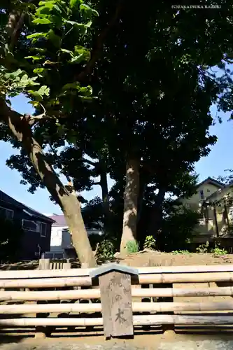 片瀬諏訪神社の自然