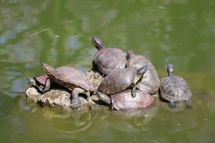 亀戸天神社の動物
