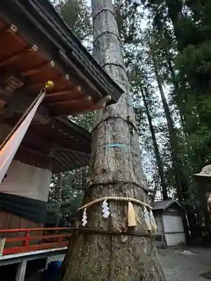 御杖神社(奈良県)