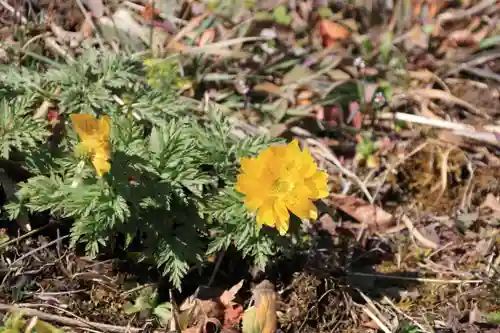 関場神社の自然