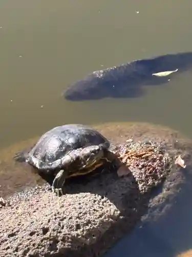 大瀬神社の{uncategorized: "未分類", other: "その他", undefined: "問題あり", building: "その他建物", grave: "お墓", sacred_gate: "鳥居", guardian: "狛犬", statue: "像", buddha: "仏像", history: "歴史", nature: "自然", garden: "庭園", animal: "動物", pagoda: "塔", temizu: "手水舎", mountain_gate: "山門・神門", sanctuary: "本殿・本堂", subordinate: "末社・摂社", art: "芸術", scenery: "景色", jizo: "地蔵", ema: "絵馬", goshuin: "御朱印", omikuji: "おみくじ", items: "授与品その他", amulet: "お守り", goshuincho: "御朱印帳", eats: "食事", festival: "お祭り", votive_dance: "神楽", shichigosan: "七五三参", wedding: "結婚式", experience: "体験その他", initially: "初詣", around: "周辺", anti_infection: "感染症対策"}