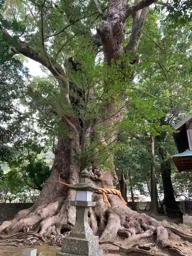 川津来宮神社の自然