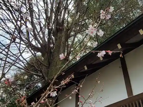 平野神社の自然