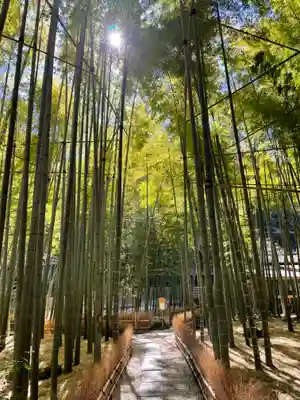 報国寺(神奈川県)