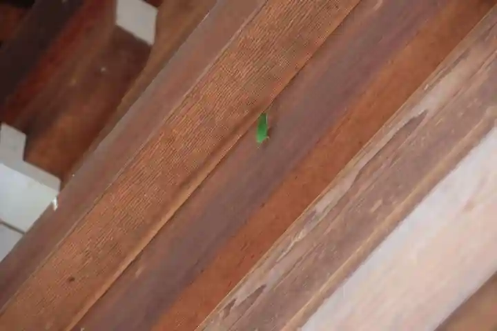 熊野福藏神社の本殿・本堂