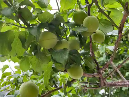 上里菅原神社の自然